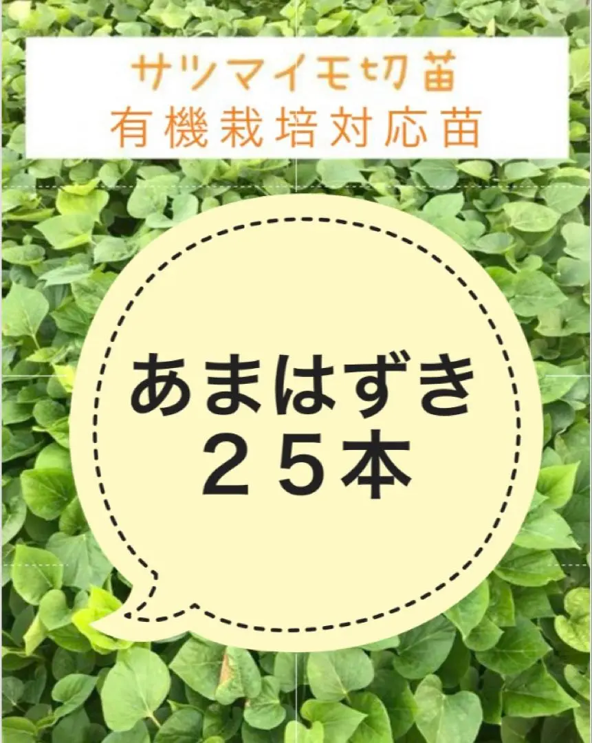 あまはずき苗 75本 有機栽培対応 Amazon.co.jp: ITANSE さつまいも切苗 品種：あまはづき