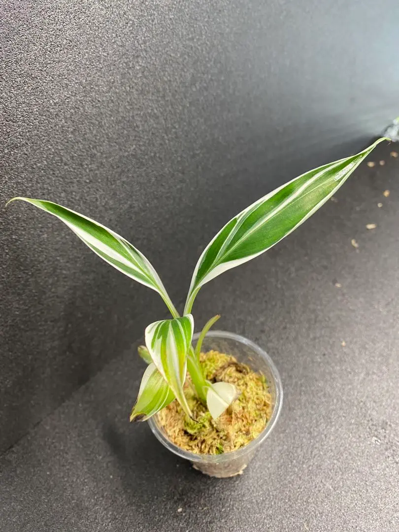 2025年最新】ムサフロリダの人気アイテム - メルカリ