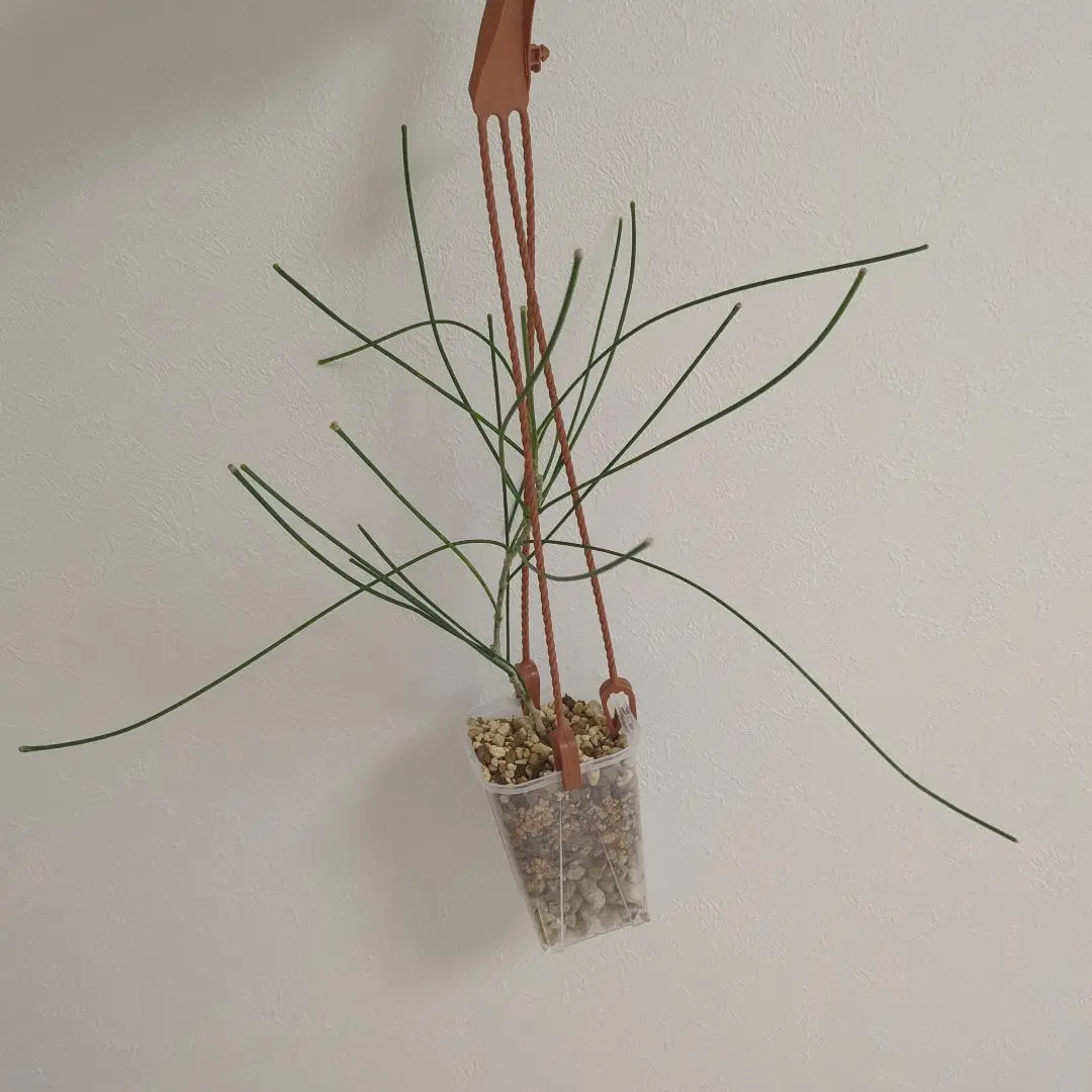 レア ホヤ スパルティオイデス Hoya spartioides ホヤ・スパルティオイデス(Hoya Spartioides) | 希少植物の販売