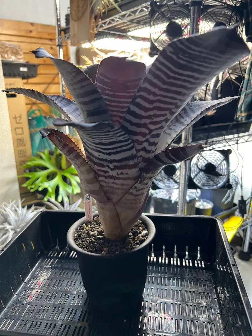 エクメア　ブラック　アイス エクメア チャンティニー ブラック アイス 「Aechmea chantinii