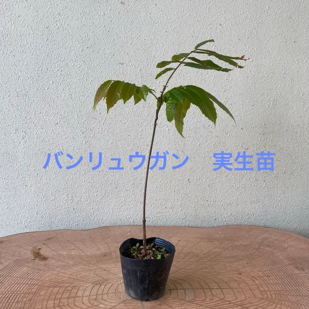 メキシコ産ランブータンの実生苗　3年目　3株セット hanahirobaonline_lappaceum-