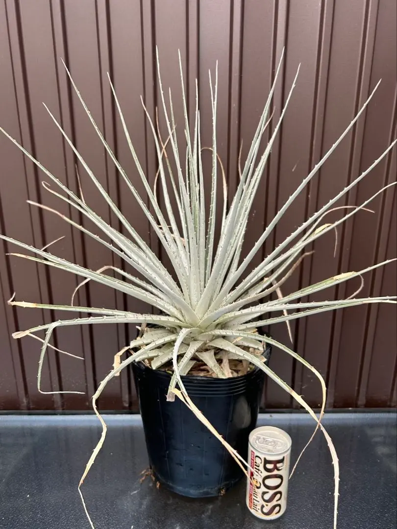 2025年最新】プヤ セルーレアの人気アイテム - メルカリ