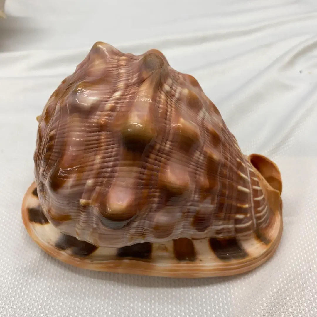 貝殻　標本　マンボウガイ（万宝貝）　14cm前後 万年貝(マンボウガイ)【約14cm前後/1個】 En: Bull mouth