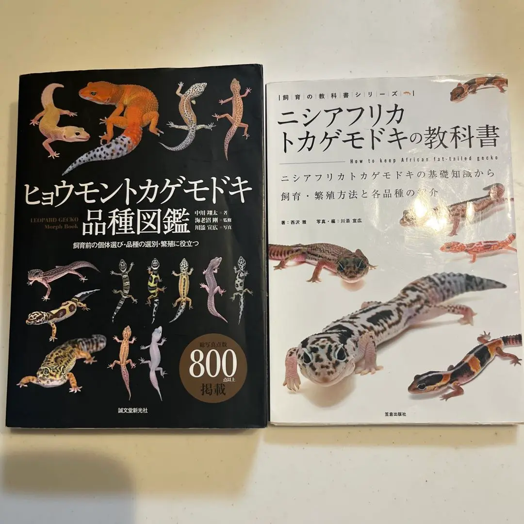 ヒョウモントカゲモドキ品種図鑑 = LEOPARD GECKO Morph B… ヒョウモントカゲモドキ品種図鑑 | 株式会社誠文堂新光社