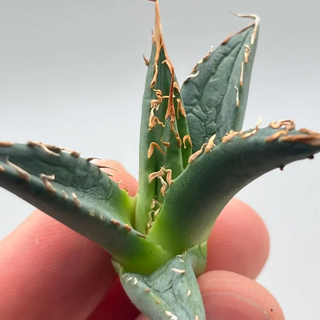 J*y様 【サービス出品！】②ハイクオリティのエボリスピナ！ベアルート株 2025年最新】エボリスピナ ベアルートの人気アイテム - メルカリ