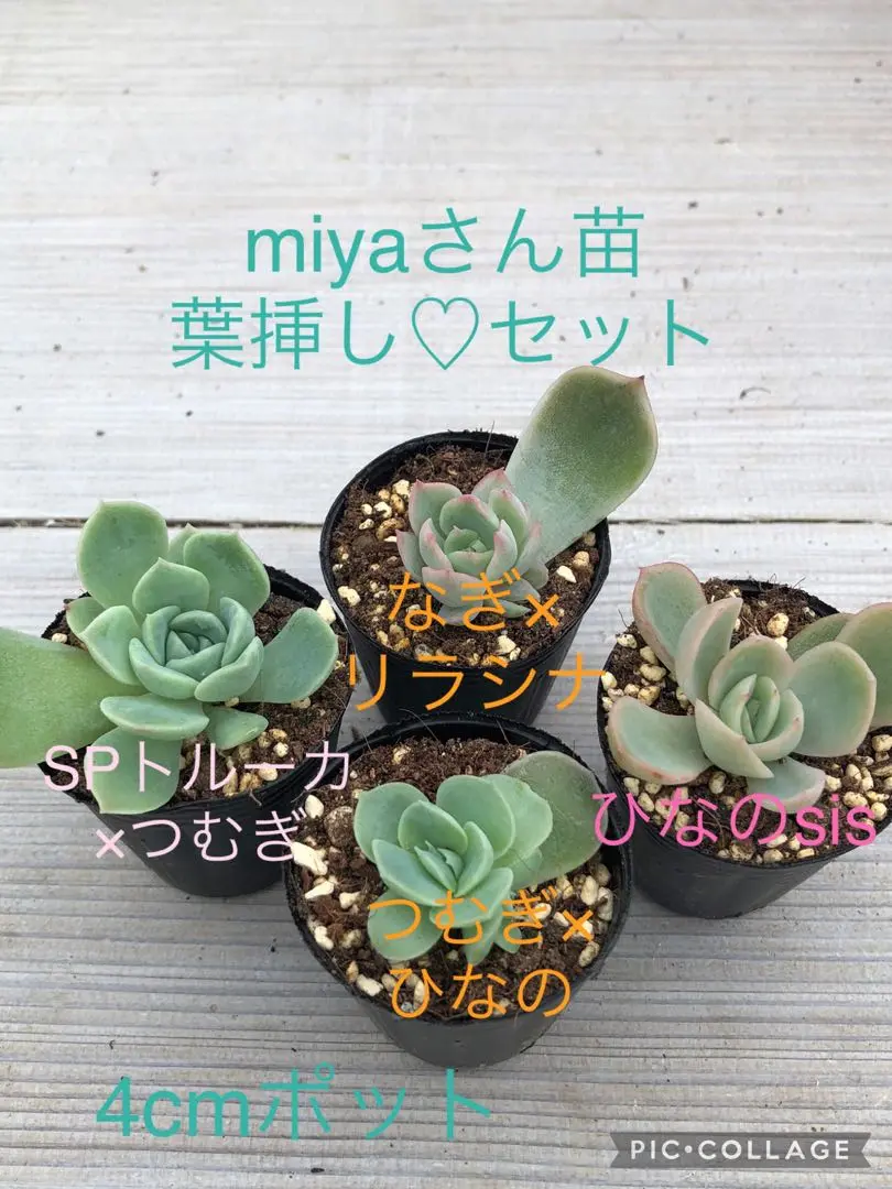 くるみ　miyaさん苗　札付き 2025年最新】miyaさん苗 ひなのの人気アイテム - メルカリ