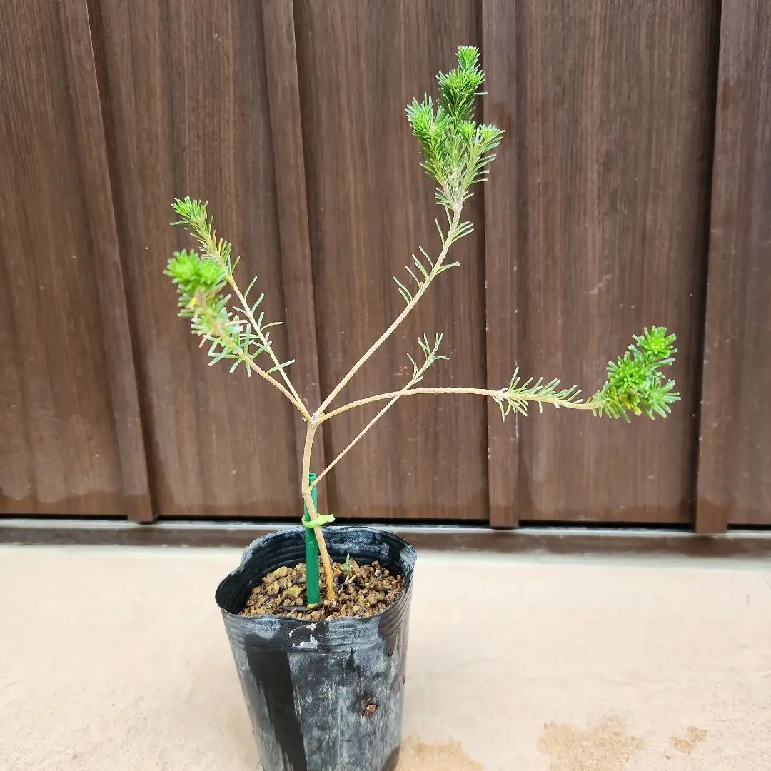 ERI♡ バンクシア　マージナータ　ポット苗10。ワイルドフラワー バンクシア マージナータ 鉢植え ワイルドフラワー 苗 盆栽