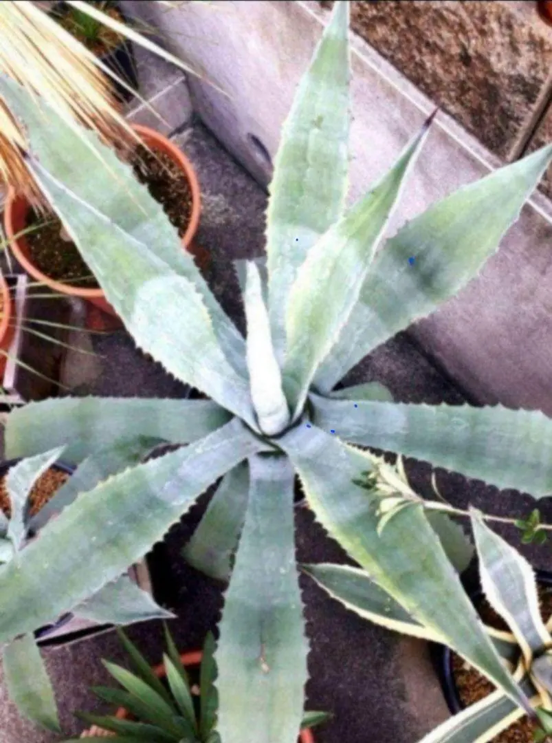 2025年最新】シルバーサーファー アガベの人気アイテム - メルカリ