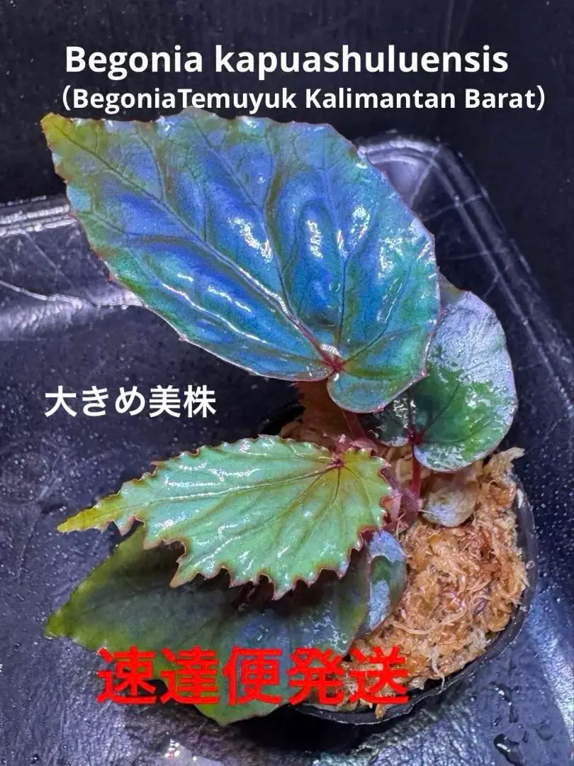 専用❣️希少❣️Begonia ignita イグニタ❣️原種ベゴニア B .ignites イグニータ – Begonia Club