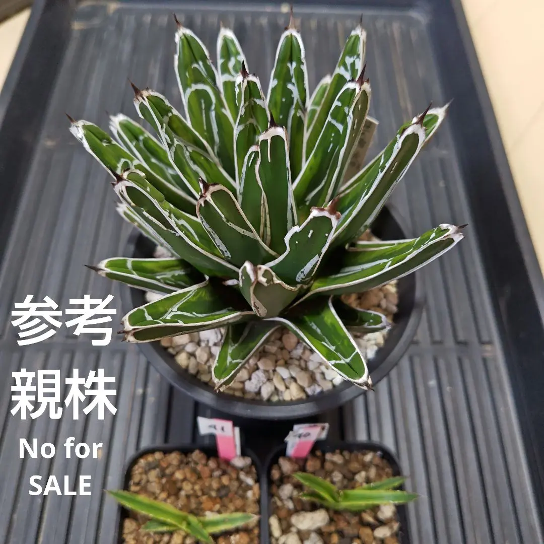 agave アガベ 笹ノ雪 極氷山 白覆輪虎斑 agave アガベ 笹ノ雪 極氷山 白覆輪虎斑 ① - メルカリ