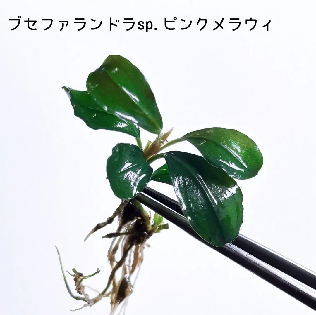 陰性水草【ブセファランドラ】Pink Variegata ピンク