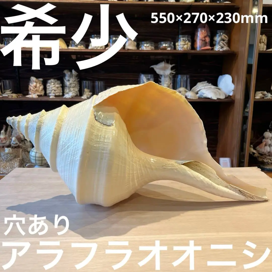 アラフラオオニシ貝 本日削除 山伏 修験道 真言宗 天台 護摩 法螺貝 最終値下 アラフラオオニシ貝 本日削除 山伏 修験道 真言宗 天台 護摩