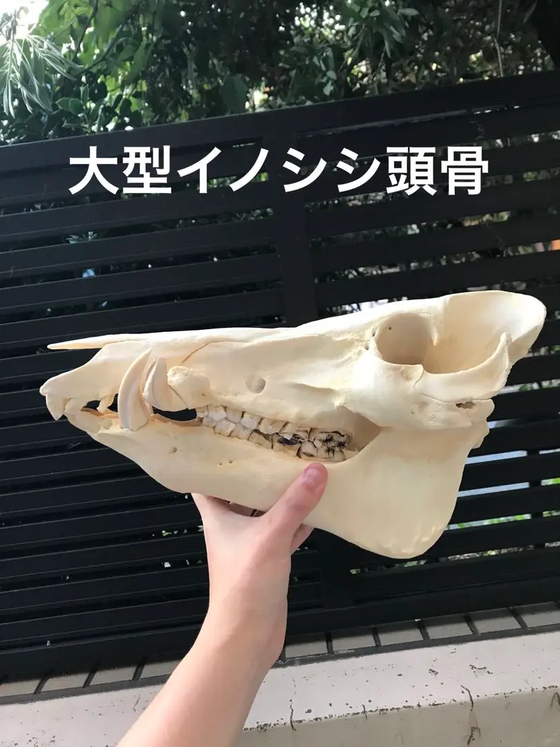 イノシシ　頭骨　スカル イノシシ 頭骨 スカル