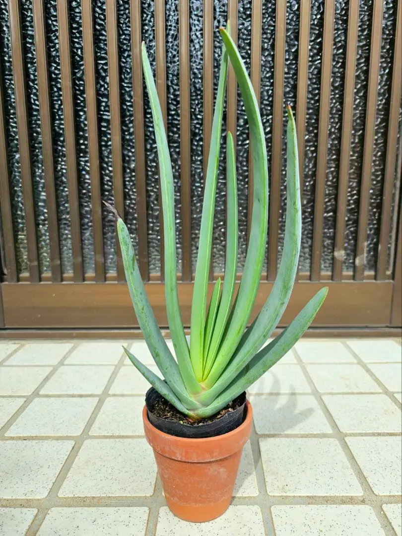 アロエ プリカティリス Aloe plicatilis