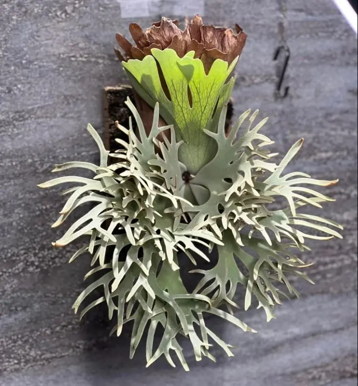 yellow moon dwarf ’totoro’ sporeling 10 P.willinckii Totoro sporeling (select) (Yellow Moon dw