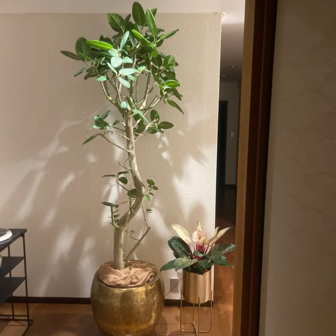 チエ　大型　エバーフレッシュ　花付き　曲がり仕立て　10号　陶器鉢 2025年最新】エバーフレッシュ 10号の人気アイテム - メルカリ