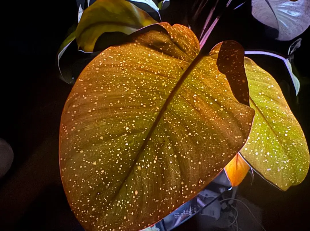 85 フィロデンドロン　ブラックカーディナル　斑入り　No.2 レア Philodendron black cardinal variegated no.2 フィロデンドロン