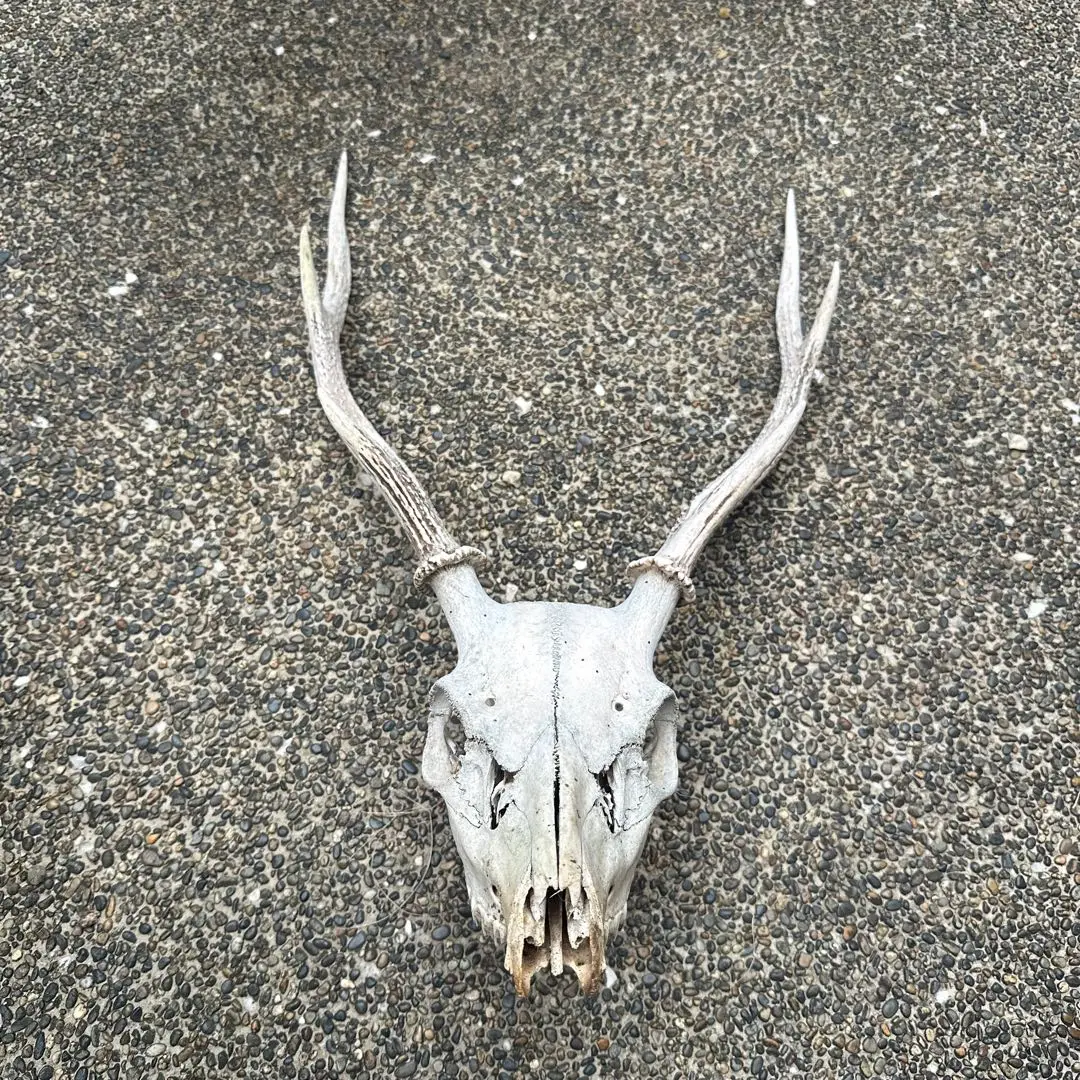鹿の角　頭蓋骨付　ニホンジカ　Deer Horn  全長約65 cm 鹿の角 頭蓋骨付 ニホンジカ Deer Horn 全長約65 cm インテリア