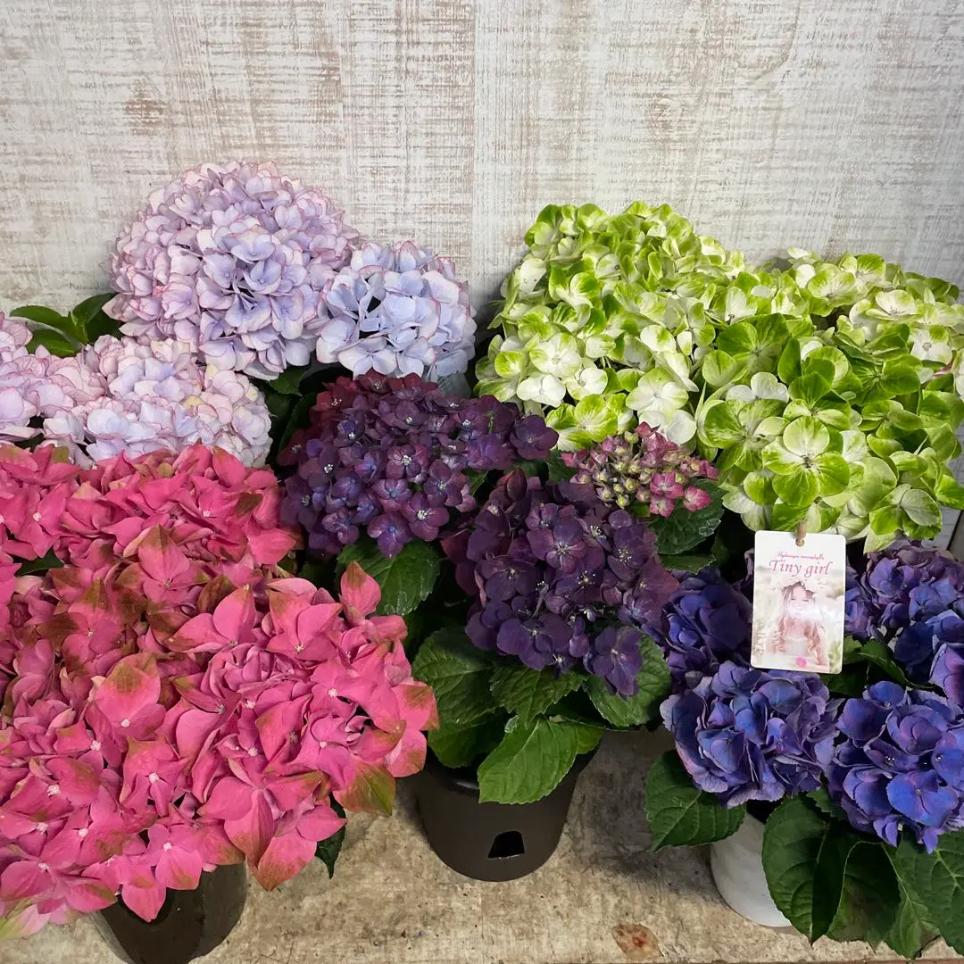 2025年最新】タイニーガール 紫陽花の人気アイテム - メルカリ