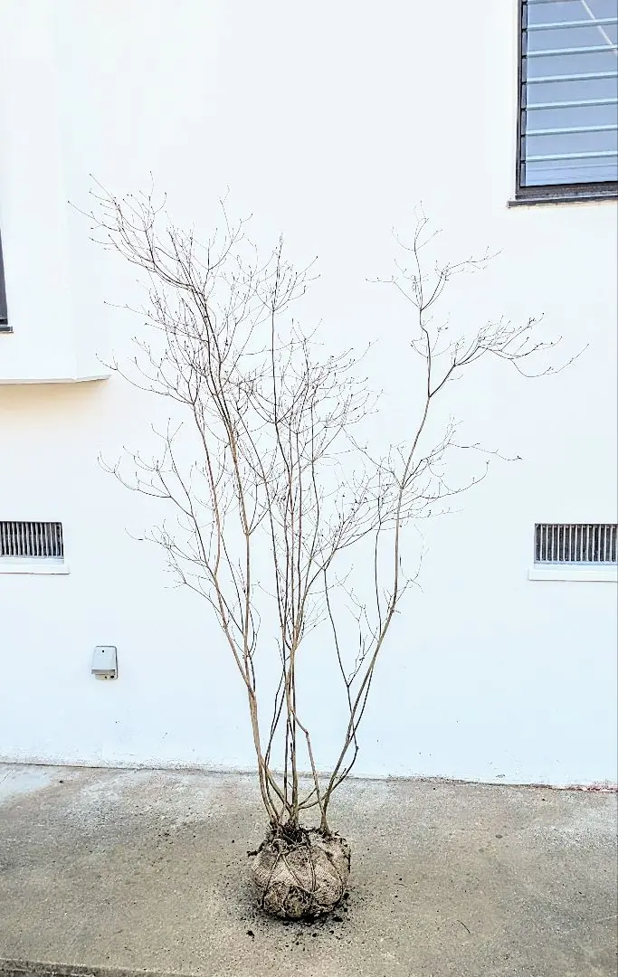 あざパパ 様専用・11ハヤトミツバツツジ山採り 花色未確認