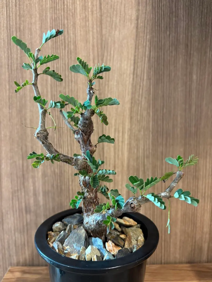 2025年最新】センナメリディオナリス 現地球の人気アイテム - メルカリ