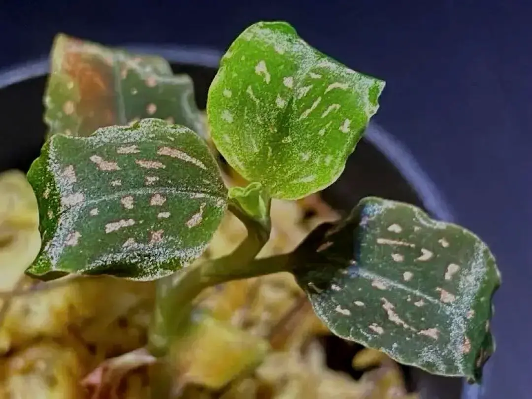 2025年最新】microchilus tridaxの人気アイテム - メルカリ
