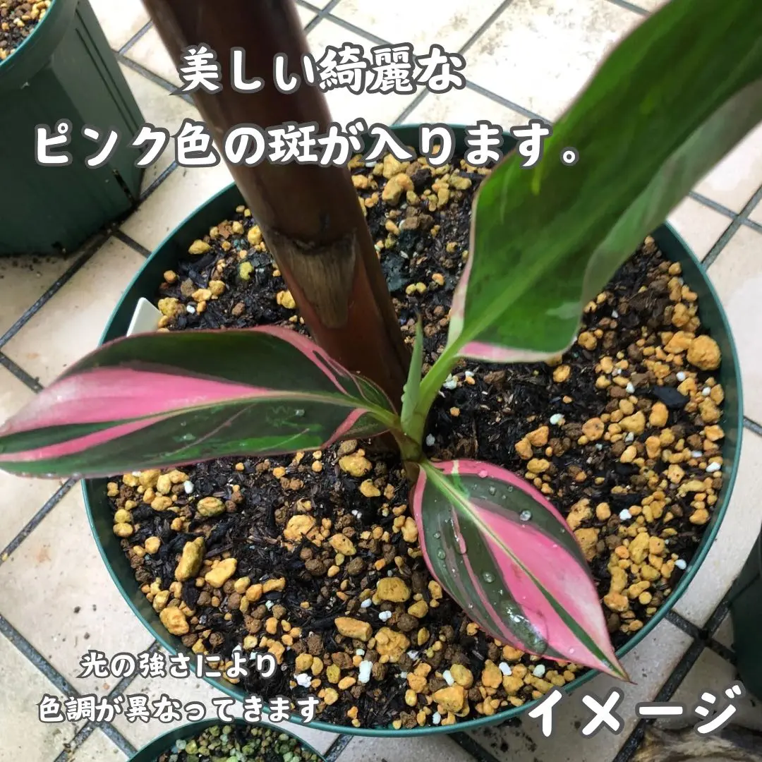 2025年最新】Musa nonoの人気アイテム - メルカリ