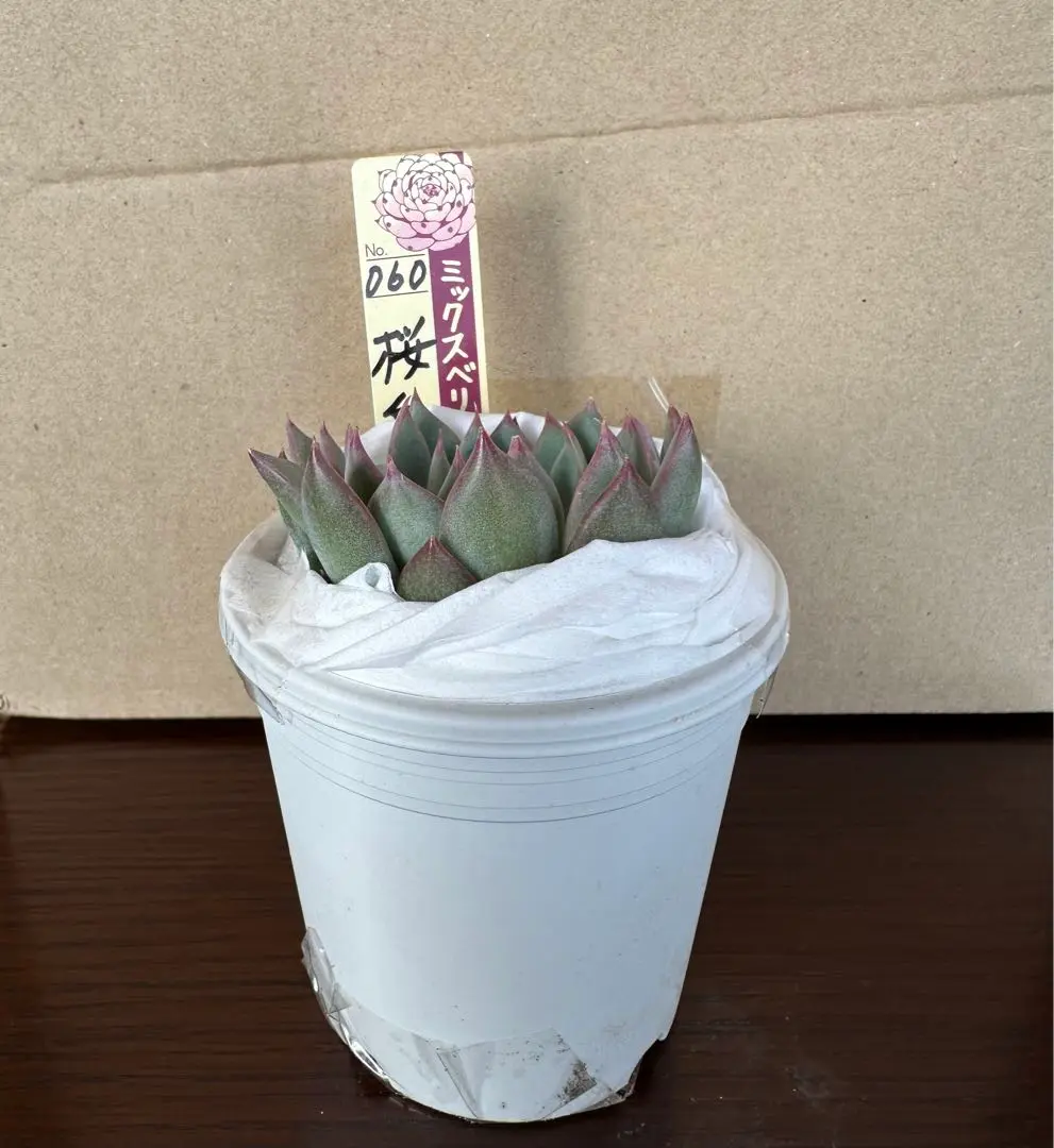 専用　札つき　ミックスベリア　青鬼　赤鬼　鉢ごと　メルカリ便　特大美株 青鬼 札付きポットごとメルカリ便おらいさん苗ミックスベリア