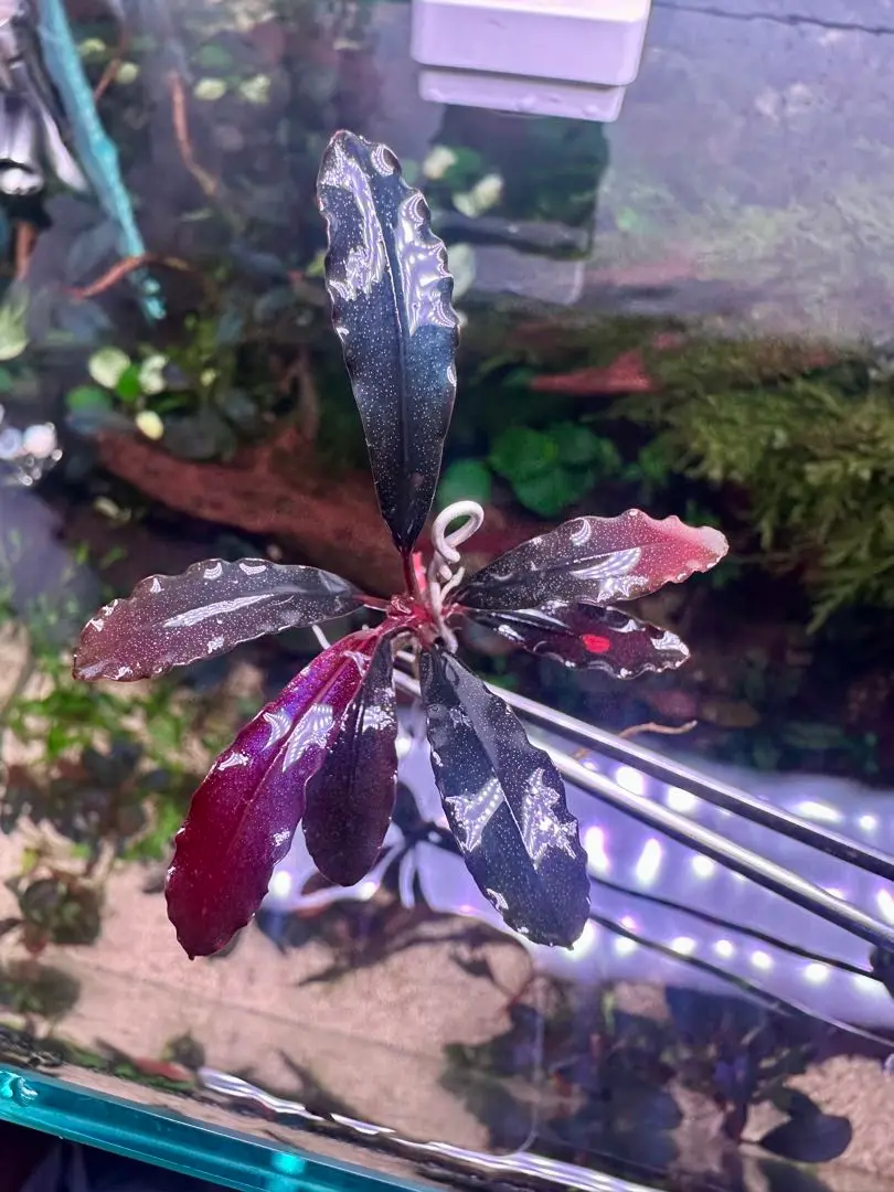 ブセファランド ラ sp.ブラウニーゴーストカリマンタン ブセファランドラsp.ゴーストカリマンタン❣️Bucephalandra sp