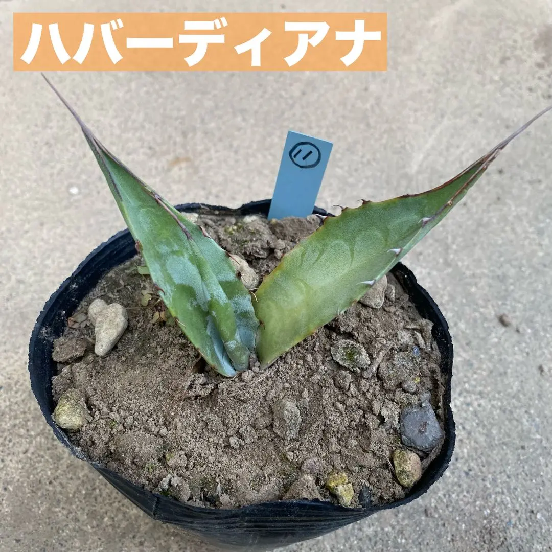 みーこ アガベ ハバーディアナ 特大株 みーこ様 専用 アガベ ハバーディアナ 特大株 - メルカリ
