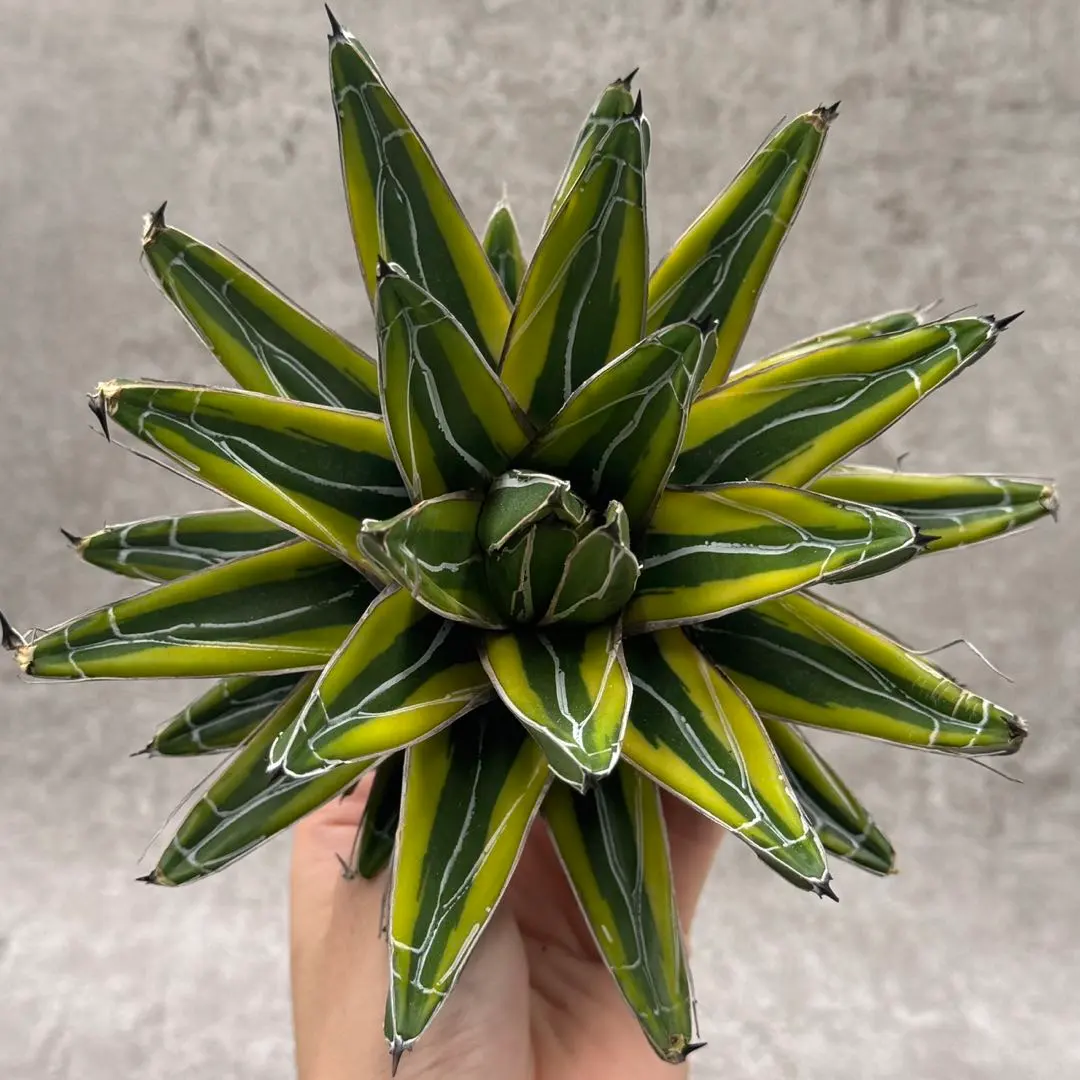 ②アガベ　笹の雪　中斑　検索　氷山　TL-1 パリー リップルエフェクト ②アガベ 笹の雪 中斑 検索 氷山 TL-1 パリー リップル