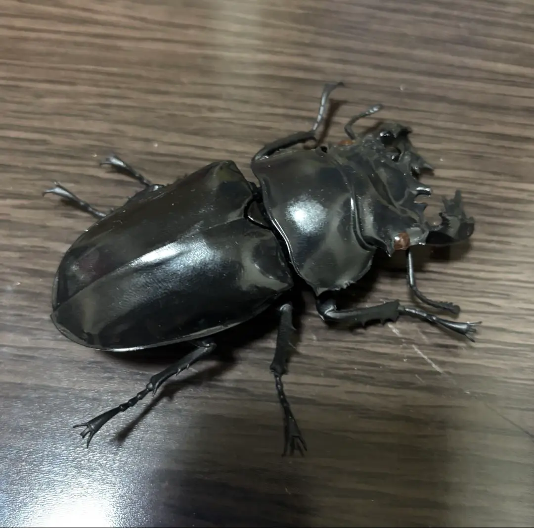 2025年最新】タランドゥスオオツヤクワガタ 標本の人気アイテム
