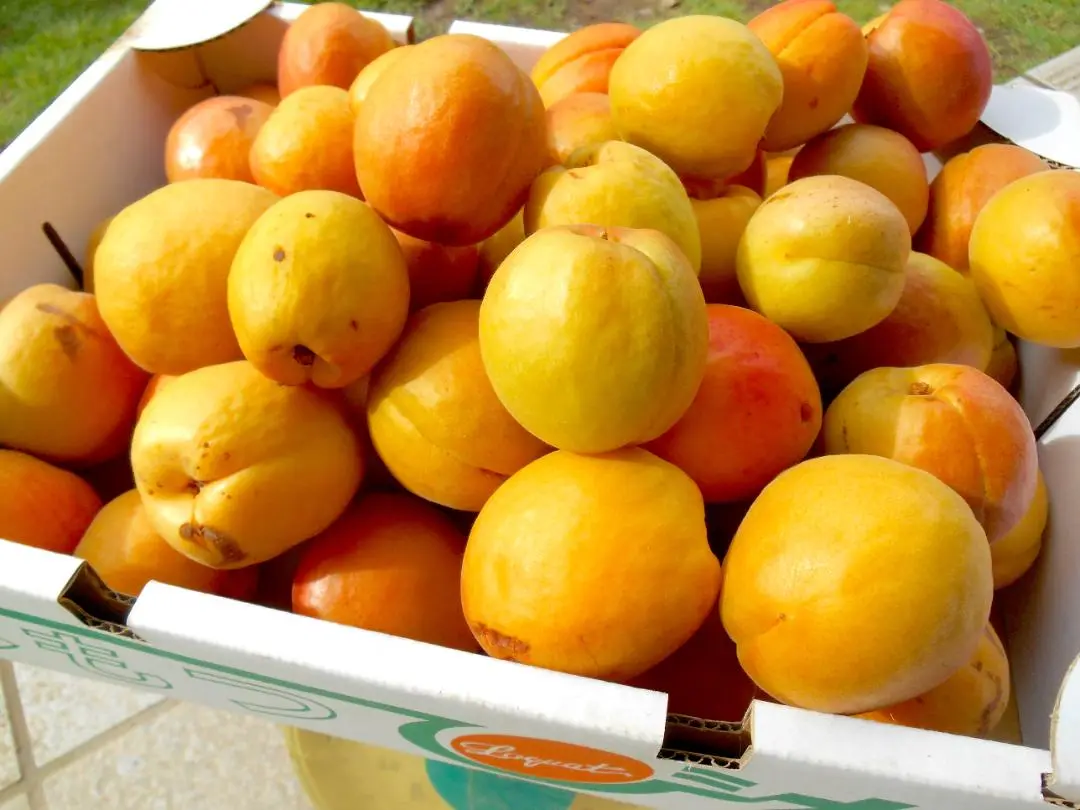 CocoRo♡farm 新鮮な杏（ハーコット）5kg（2kg〜承ります） CocoRo♡farm 新鮮なワッサー10kg（2kg〜承ります） - メルカリ