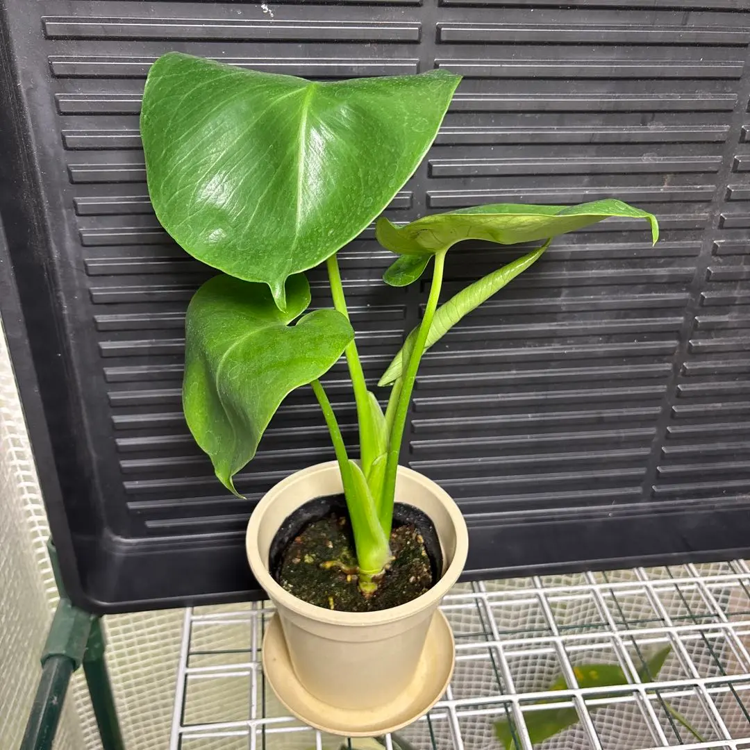 モンステラ　【福助】【フクスケ】鉢ごと発送 2025年最新】モンステラ 福助の人気アイテム - メルカリ