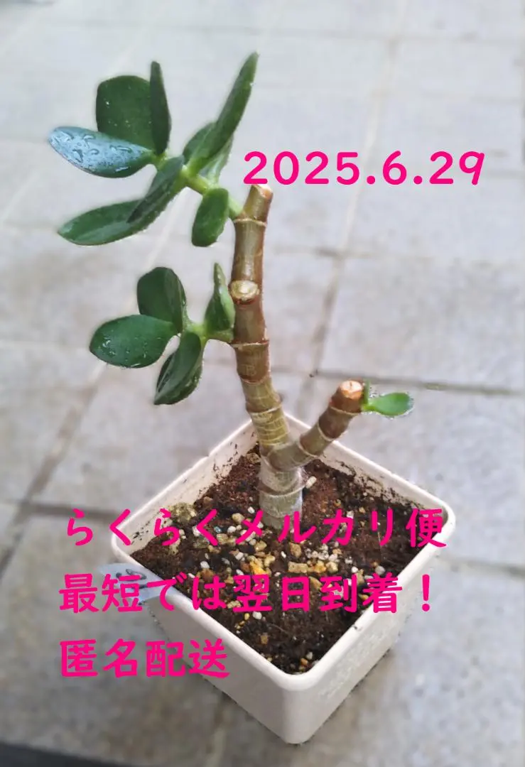 2025年最新】金のなる木 大株の人気アイテム - メルカリ