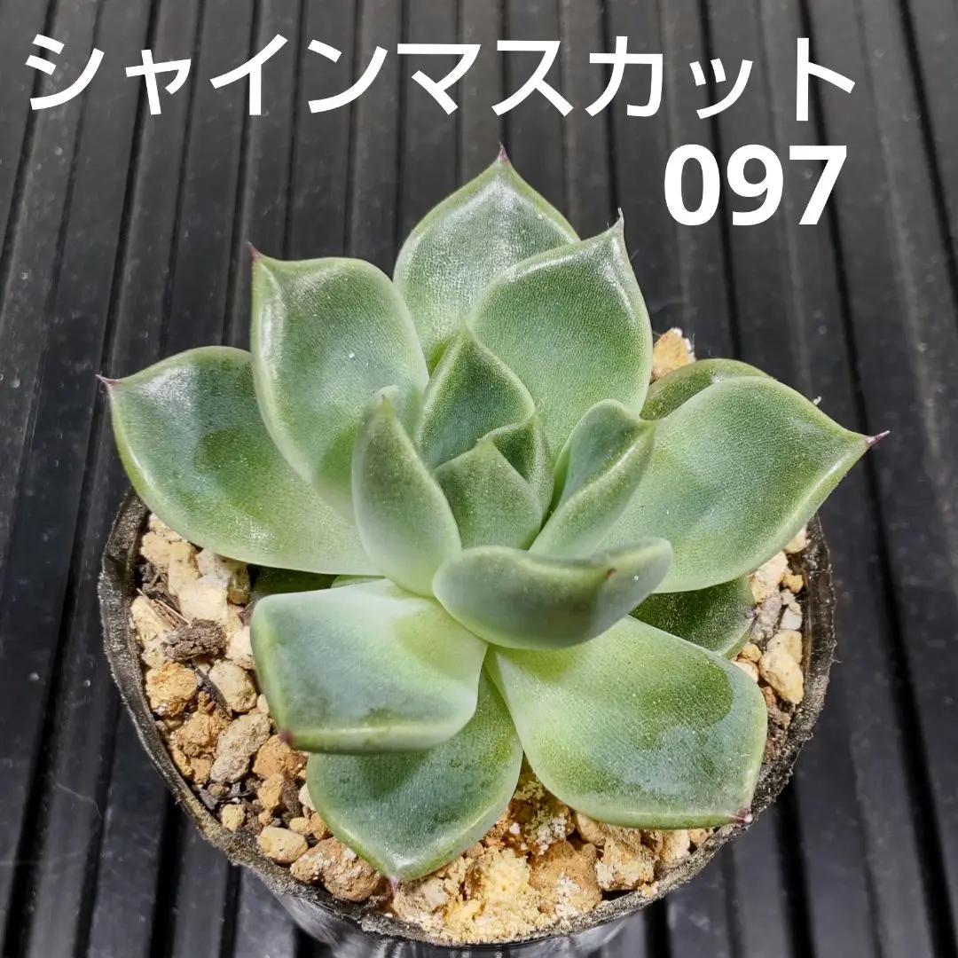 シャインマスカット　新種　肉植物　エケベリア 新品種！ シャインマスカット 多肉植物 エケベリア その他