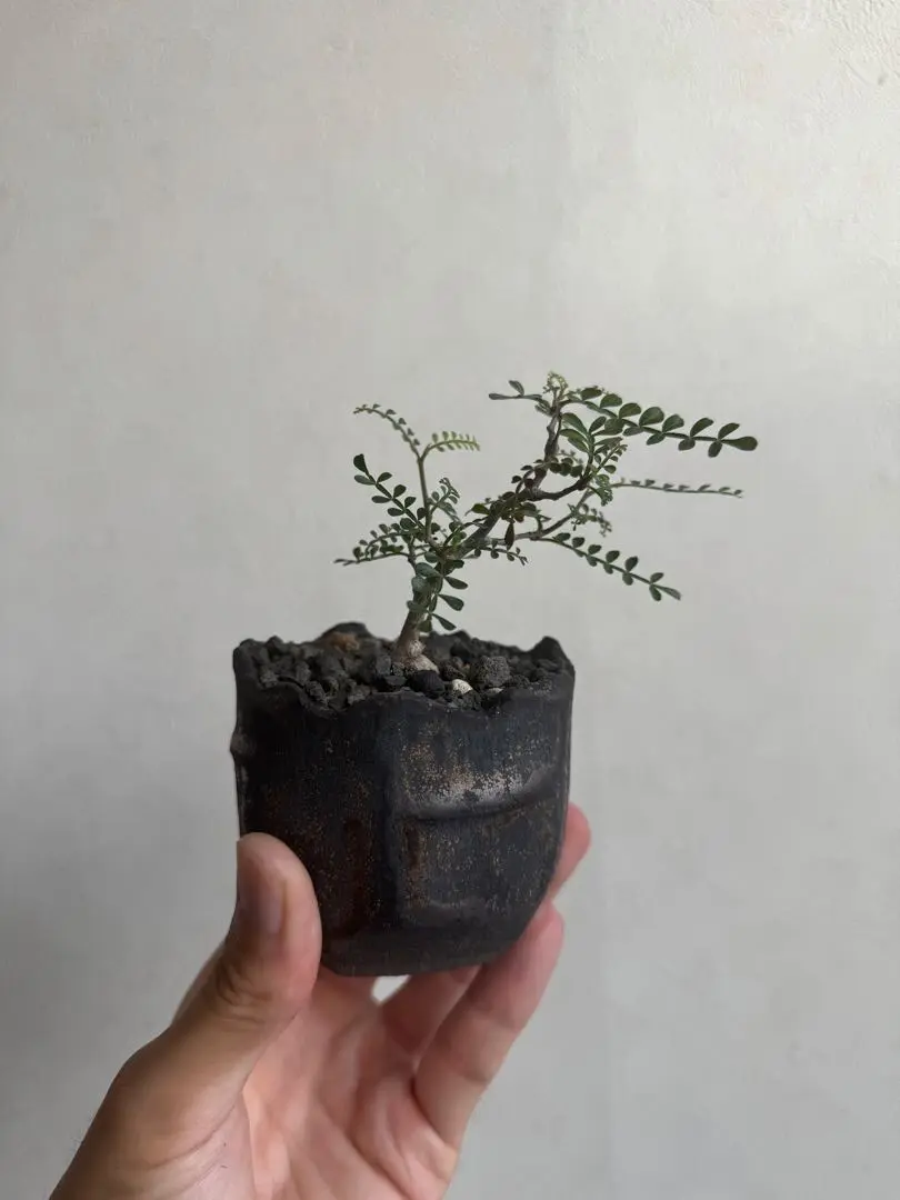 菊地元野　植木鉢　AVOCADO BORDER 新品　中鉢 菊地元野 AVOCADO BORDER 03/S 植木鉢 アガベ