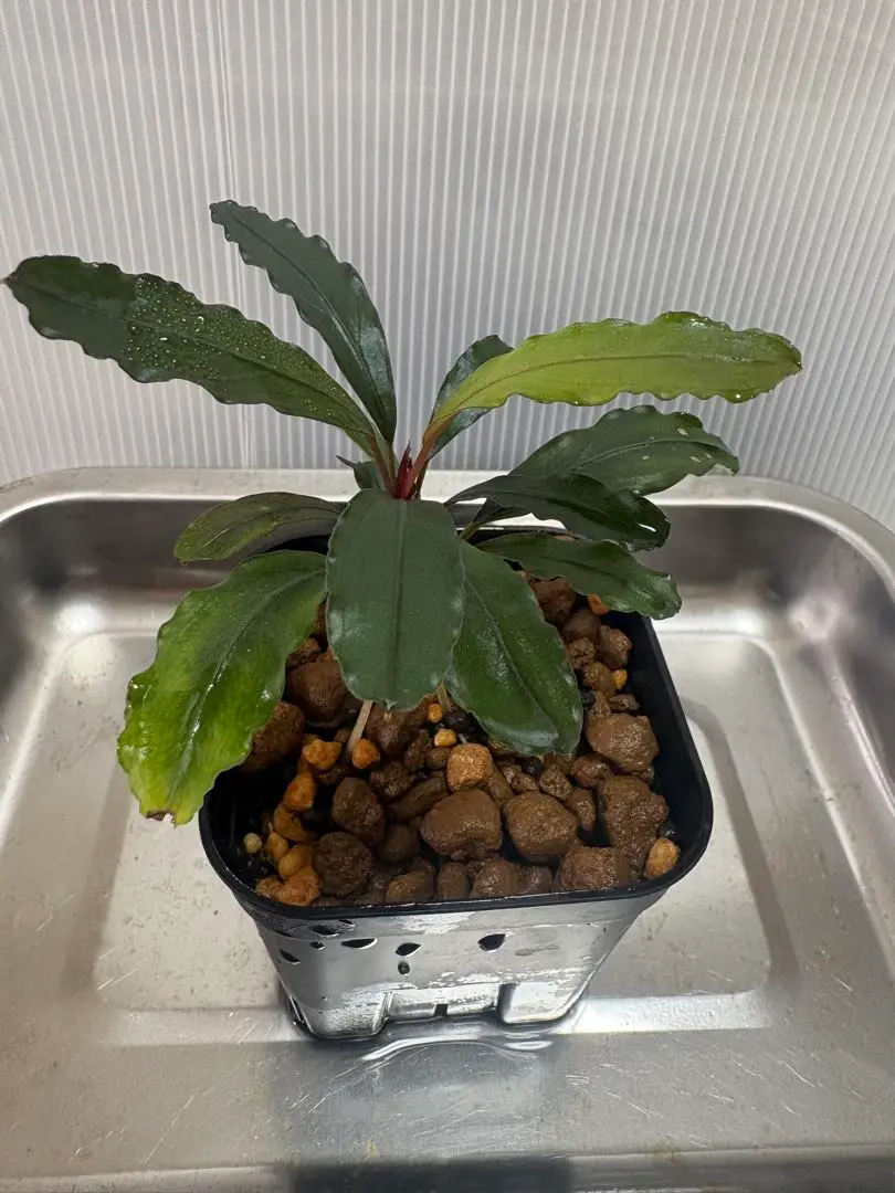 2025年最新】bucephalandra sp kalimantanの人気アイテム - メルカリ