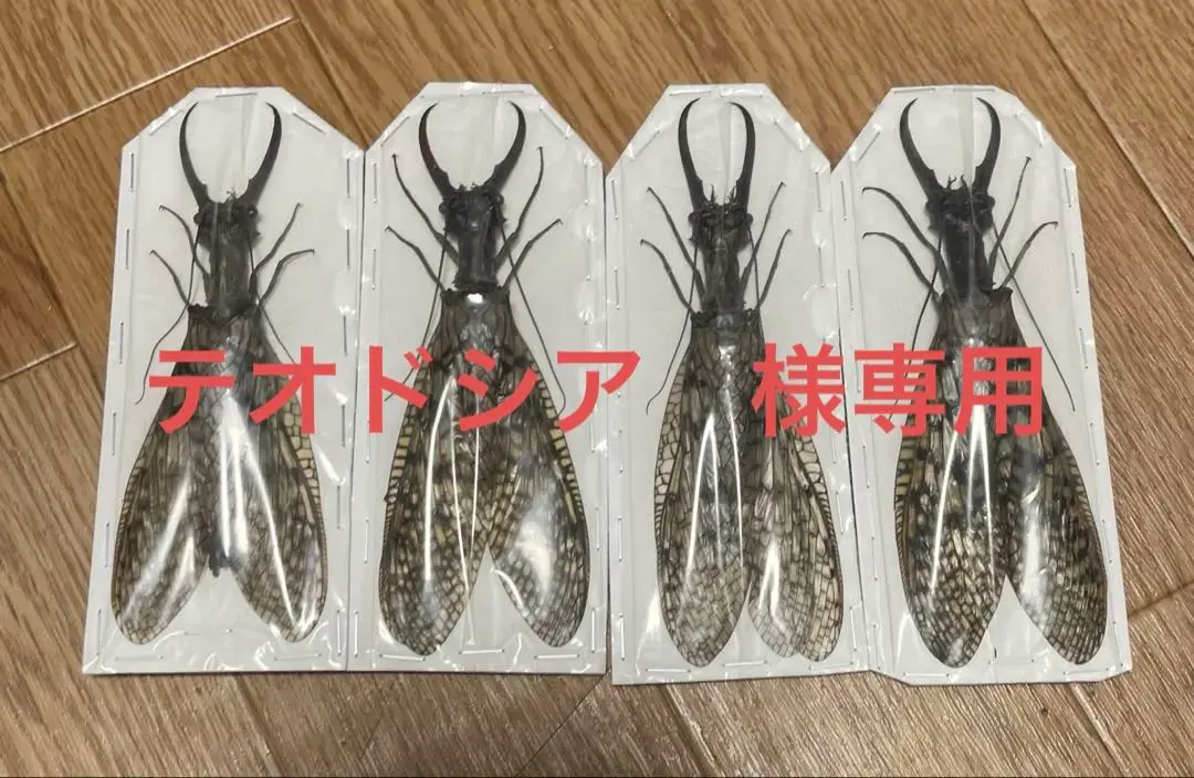 2025年最新】ヘビトンボ 標本の人気アイテム - メルカリ