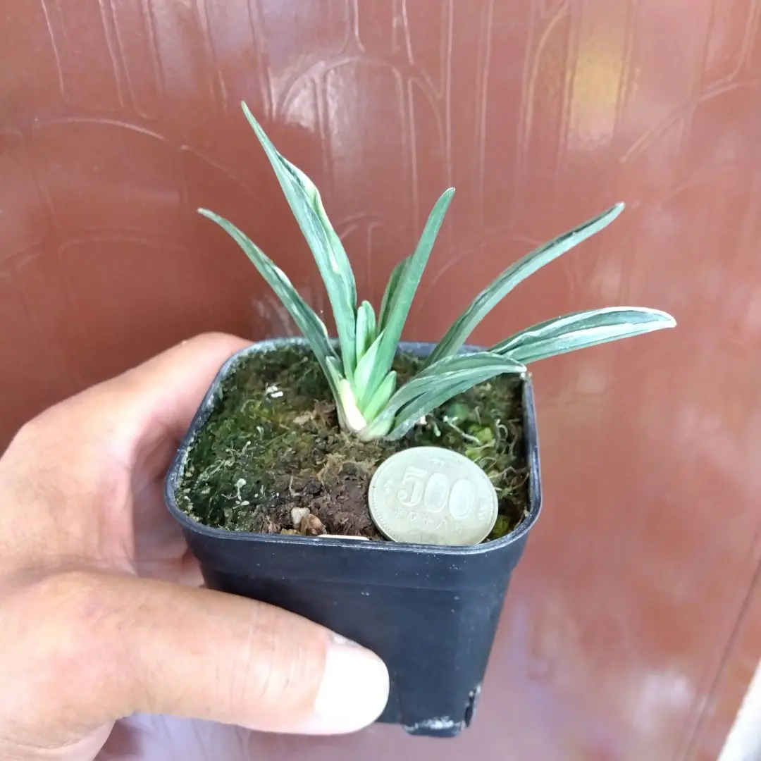 2025年最新】万年青 羅紗の人気アイテム - メルカリ