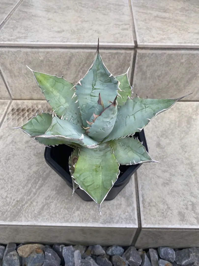 2025年最新】チタノタブルー 大株の人気アイテム - メルカリ