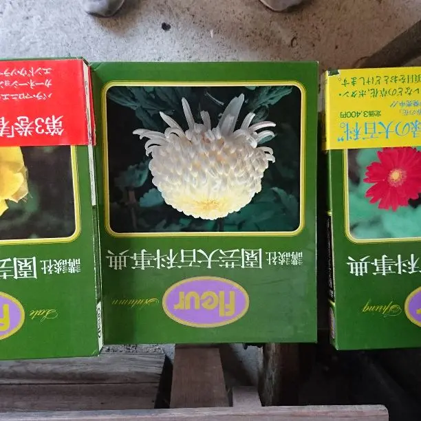 【中古】 講談社園芸大百科事典 フルール １２/講談社 園芸大百科事典 : フルール 全12巻揃(講談社編) / 古本、中古本