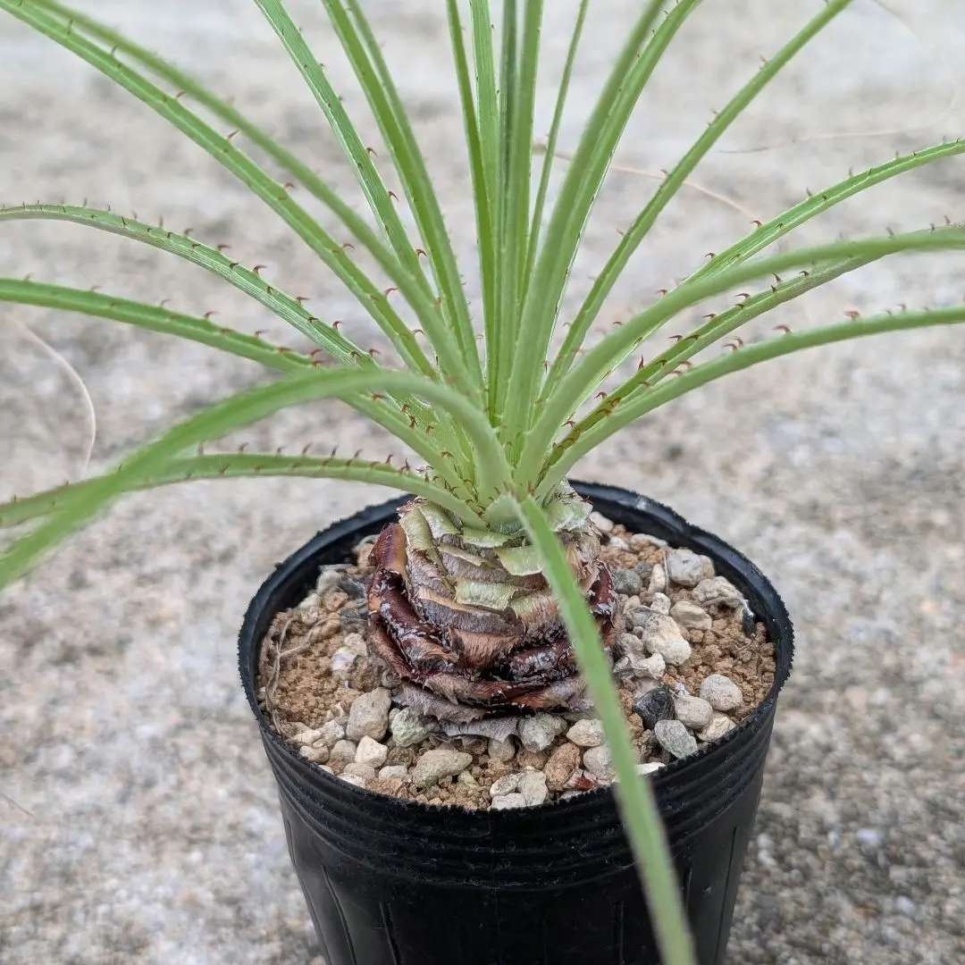 2025年最新】プヤ アルペストリスの人気アイテム - メルカリ