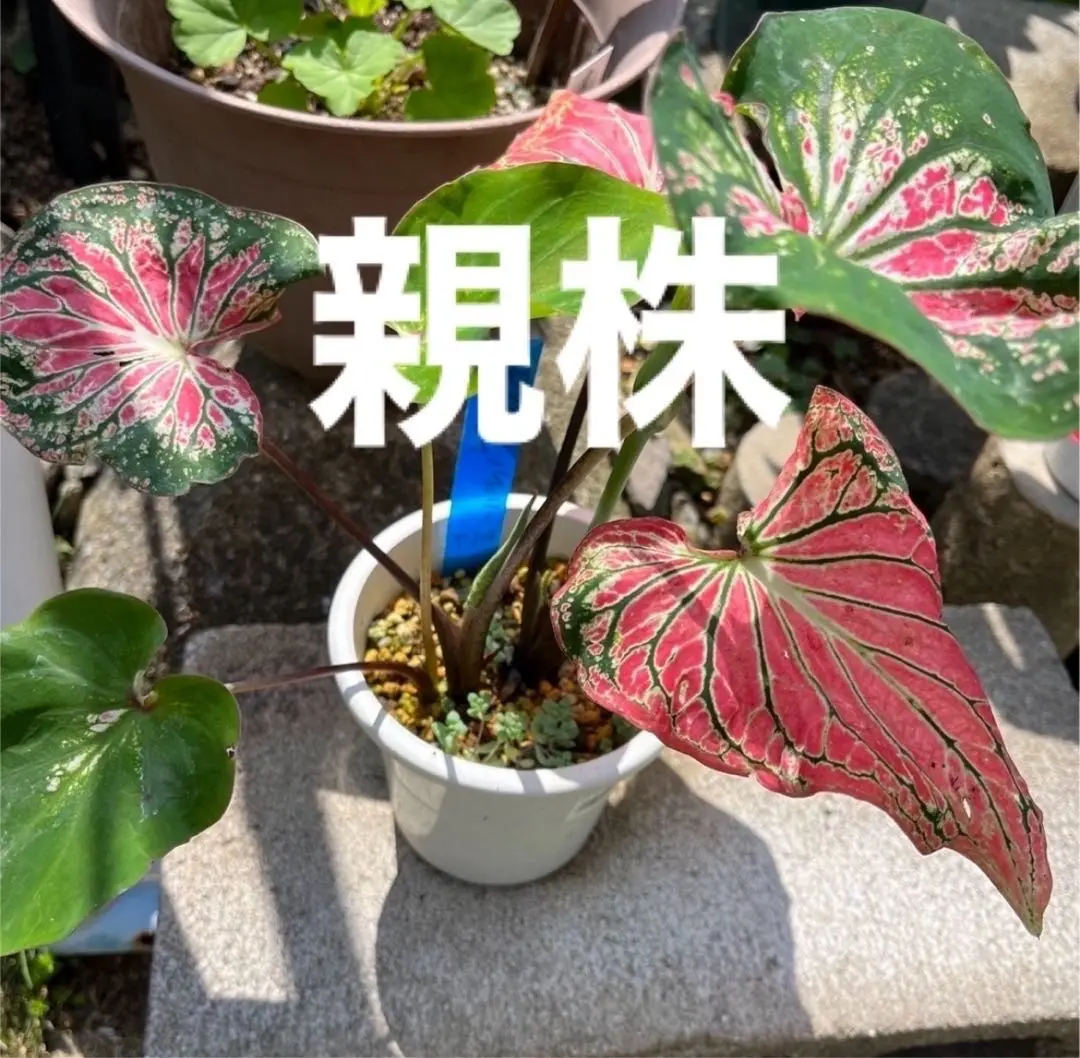 カラジウム　カラジューム　ピンク　シンフォニー　大株　ソルソ　グリーン　レア植物 カラジューム（ピンクシンフォニー）の特徴や育て方、増やし方等