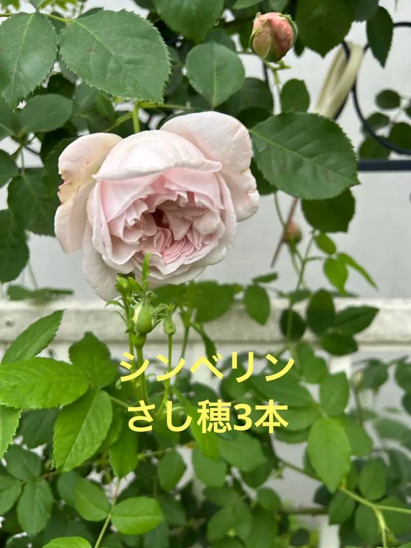エミリーシンベリンベンジャミンブリテン新苗ER