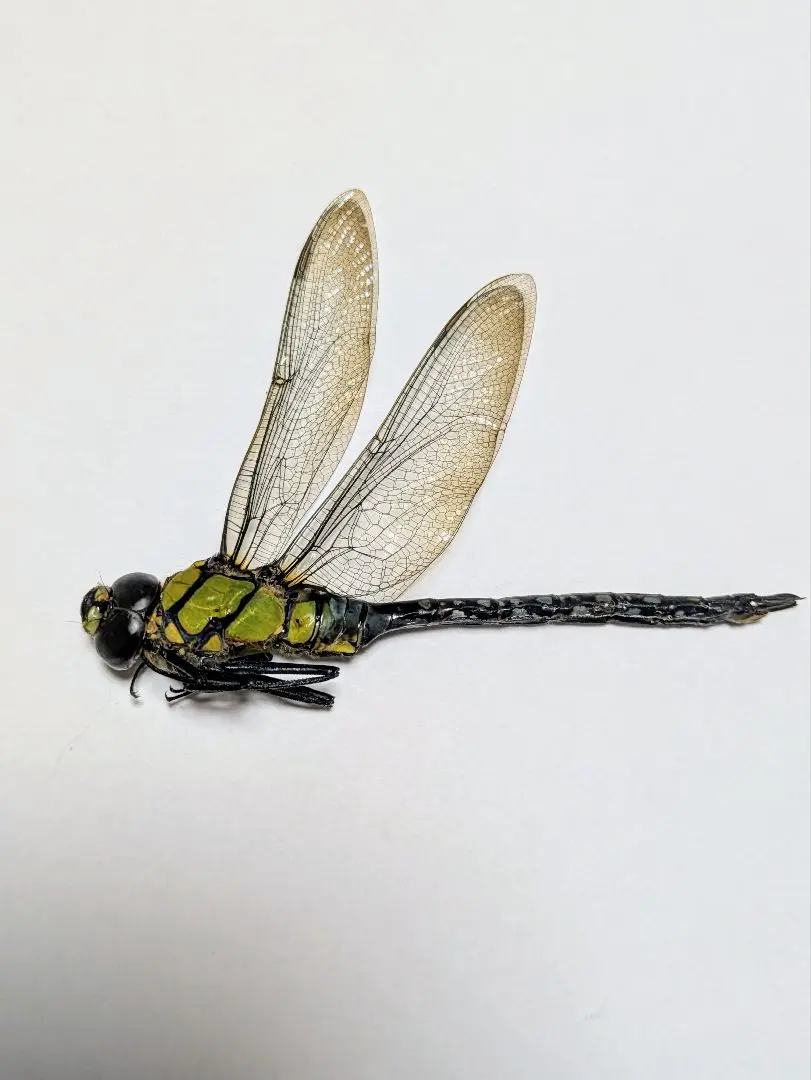 オニヤンマ科 標本 Ar tka075664.jpg