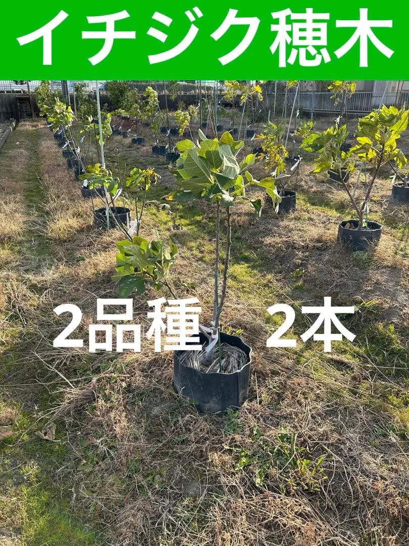 2025年最新】ビアーズブラックの人気アイテム - メルカリ
