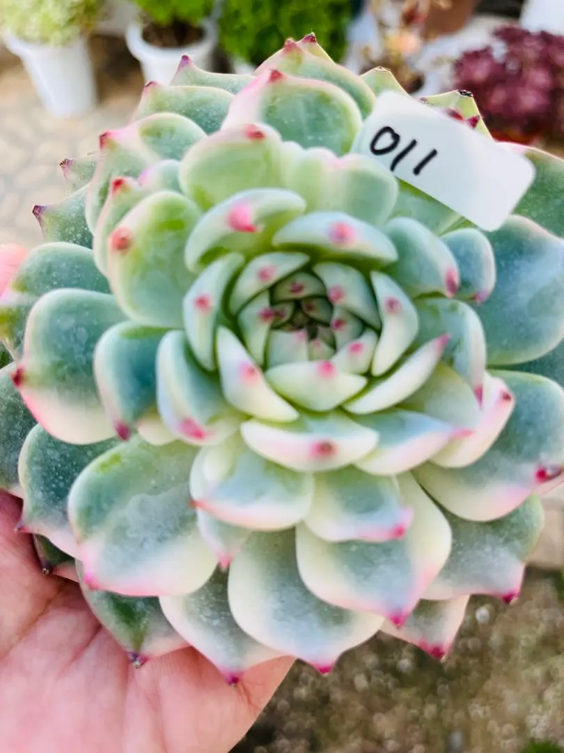 2025年最新】チワワエンシス錦の人気アイテム - メルカリ