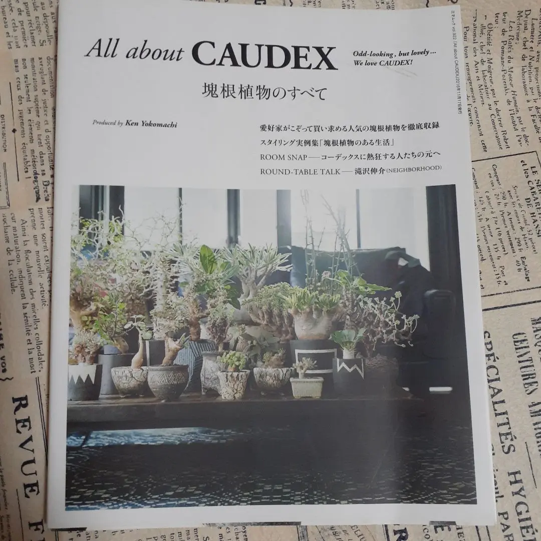 2025年最新】all about caudexの人気アイテム - メルカリ