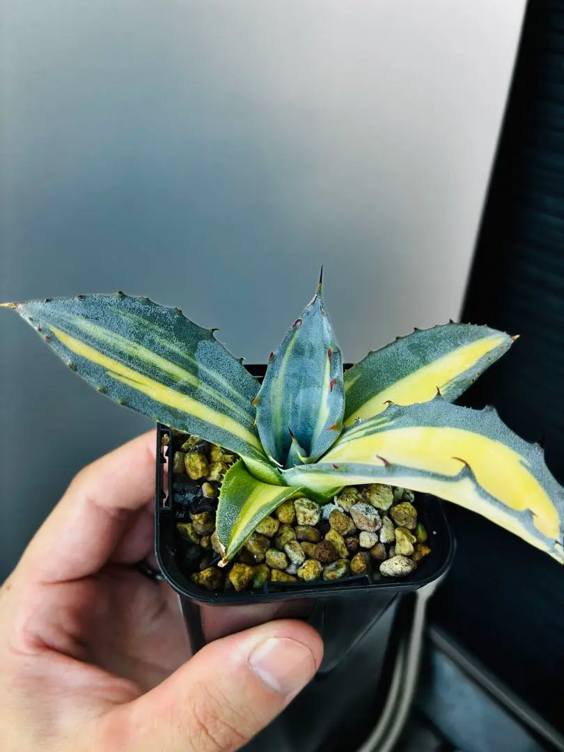 u*4様 2120多肉植物 アガベ チタノタ フェロックス 中斑錦 極上大株 アガベ agave フェロックス錦 中斑縞斑混合極上特選株 | Lucky